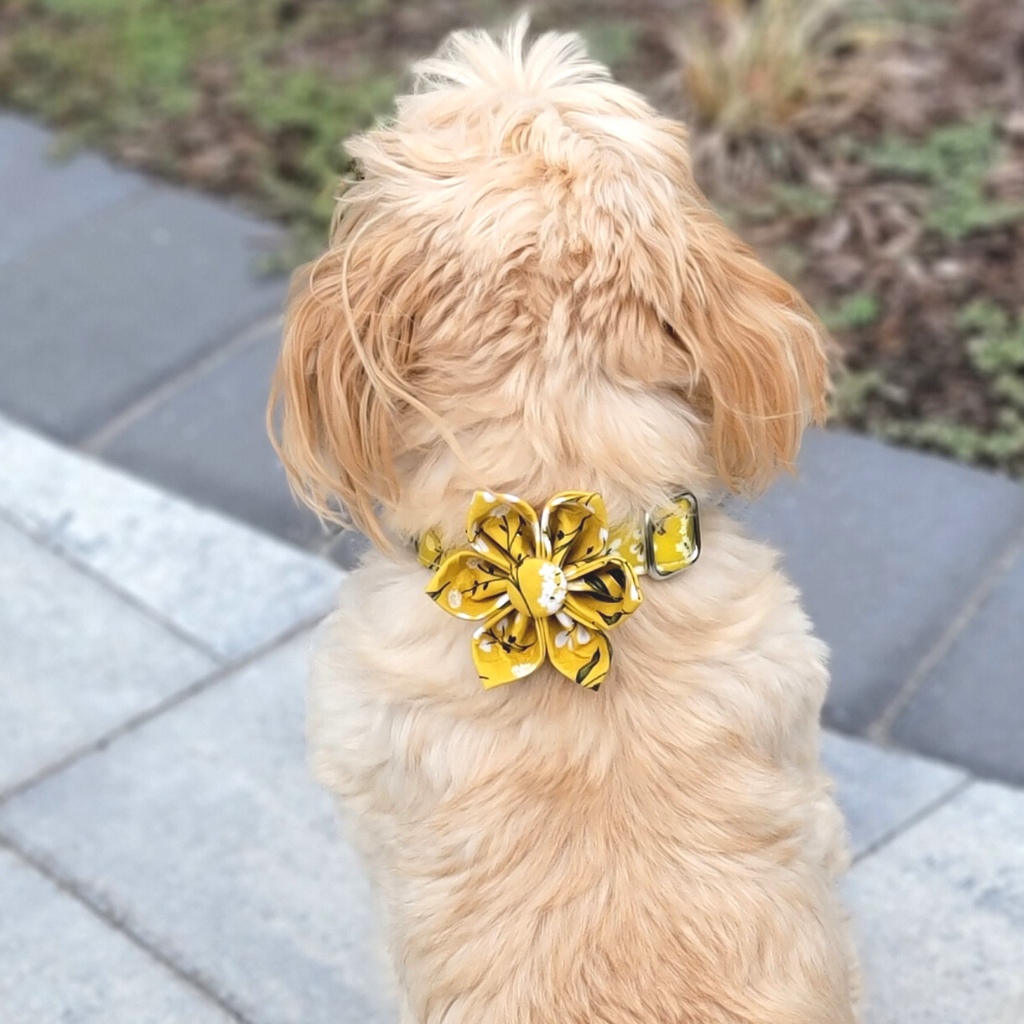 Summer Blossom Dog Leash